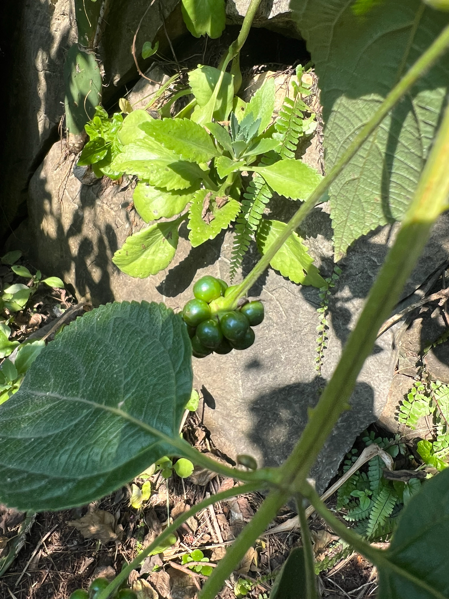 Euphorbia heterophylla — ảnh 3