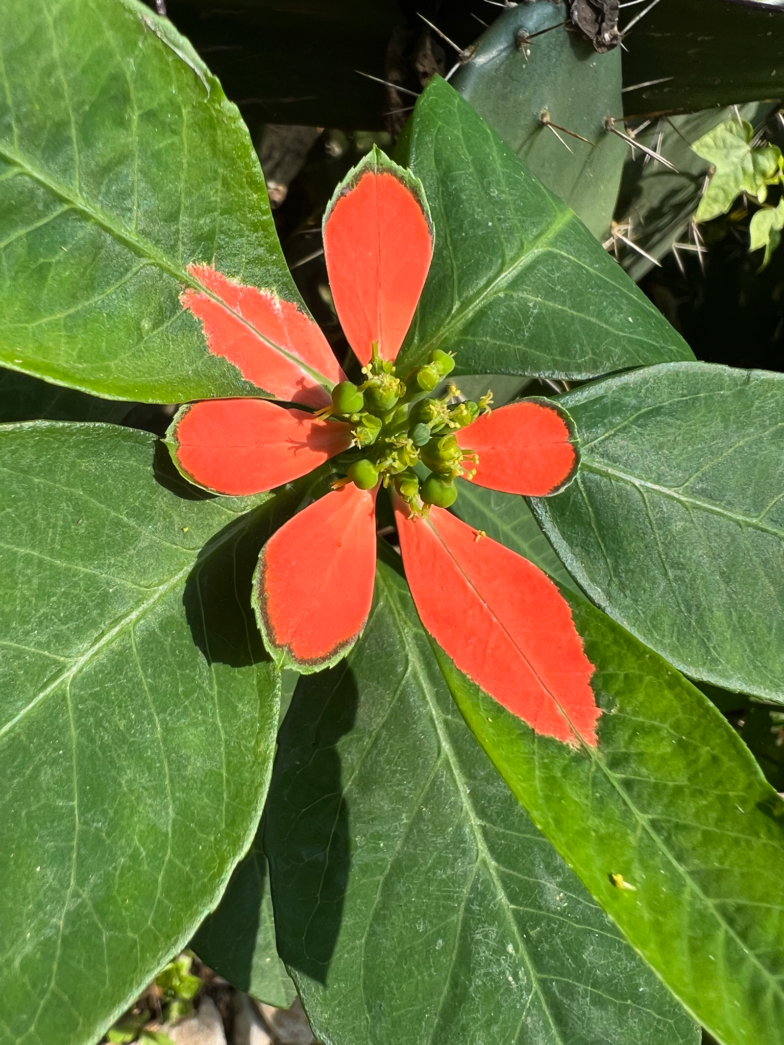 Euphorbia heterophylla — ảnh 2