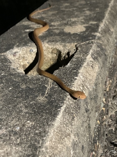 Brown Tree Snake sighting