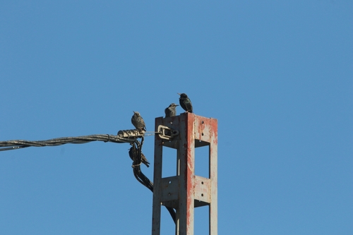 European Starling