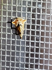 Telamonanthe