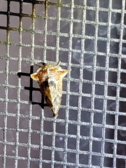 Telamonanthe