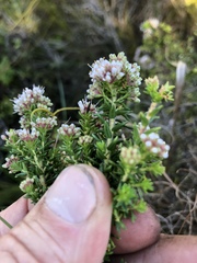 Agathosma cerefolium