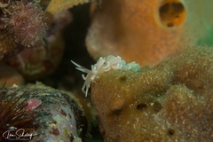 Phyllodesmium serratum
