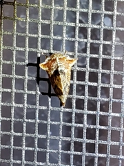 Telamonanthe