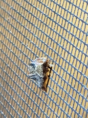 Telamonanthe