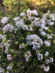 Agathosma cerefolium