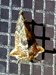 Telamonanthe
