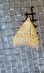 Arta epicoenalis