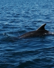 Tursiops truncatus ponticus