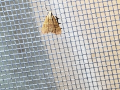 Arta epicoenalis
