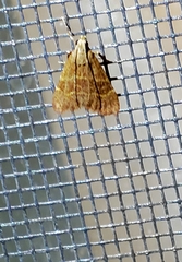 Arta epicoenalis
