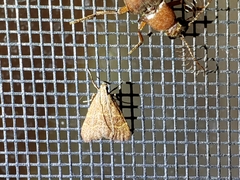 Arta epicoenalis