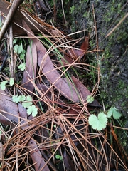Hydrocotyle moschata moschata