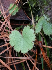 Hydrocotyle moschata moschata