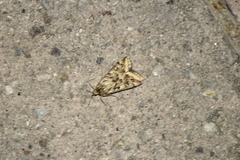 Loxostege cereralis