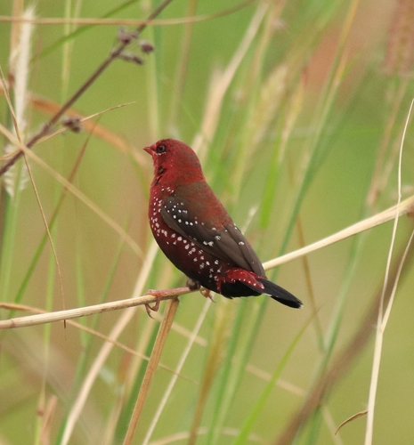 Red Avadavat (Amandava amandava), photo 7