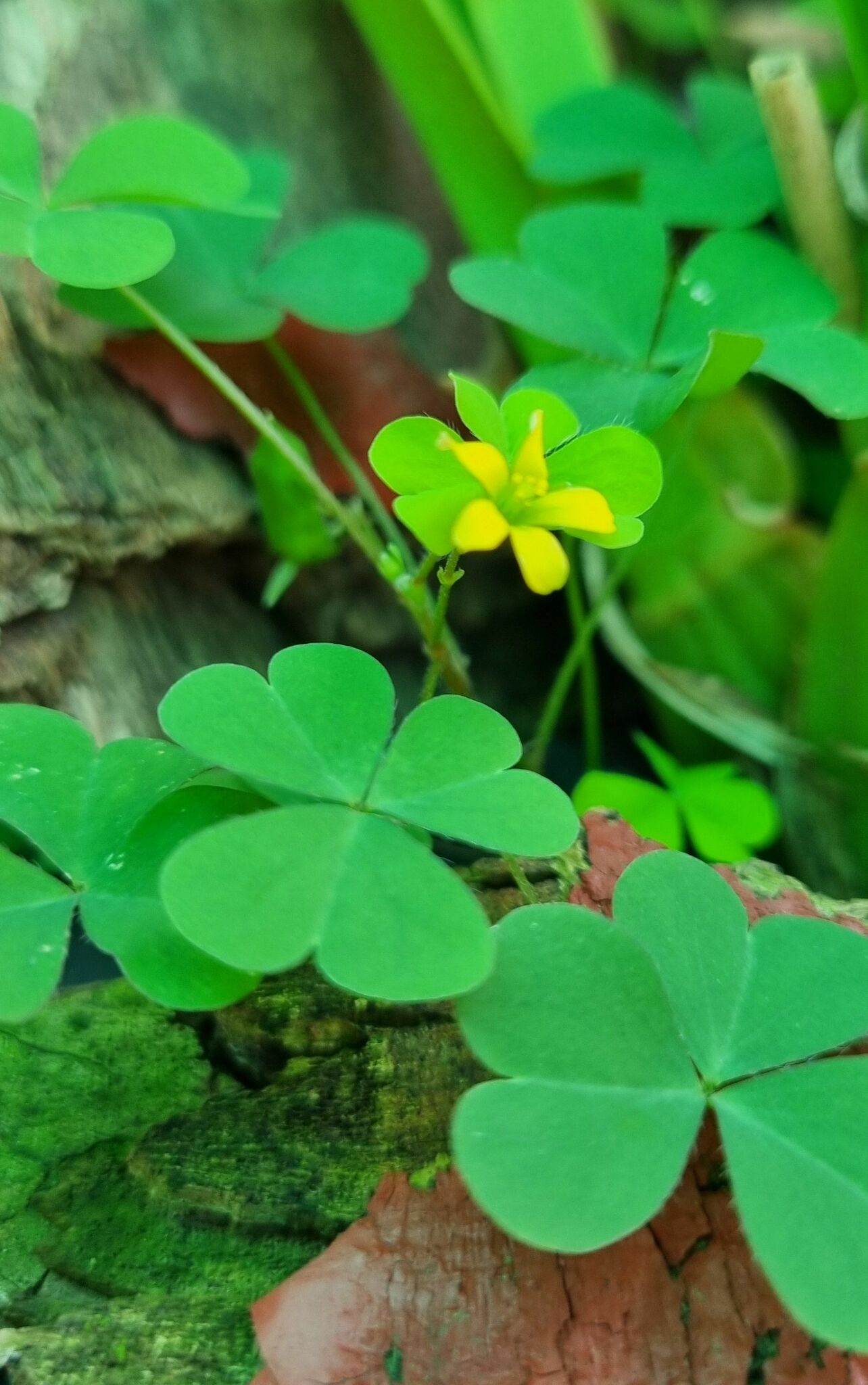 Oxalis corniculata — ảnh 3