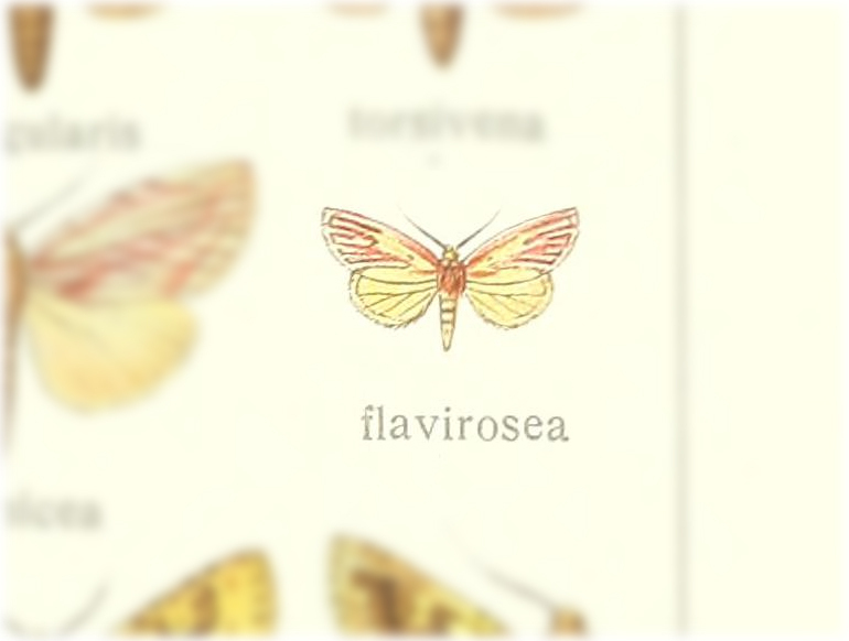 Cirrodes flavirosea