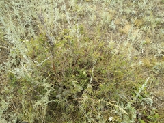 Spiraea hypericifolia