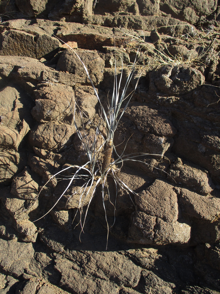 Xerophyta hirtiflora