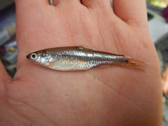 Notropis texanus