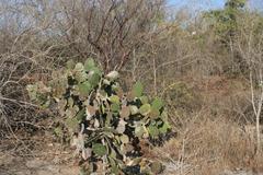 Opuntia bravoana