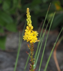 Bulbine latifolia