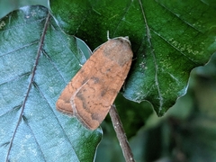 Noctua interjecta