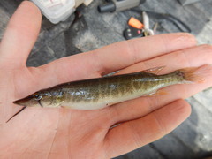 Esox americanus