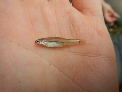 Notropis atrocaudalis