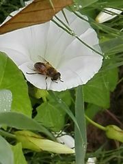 Eristalis tenax