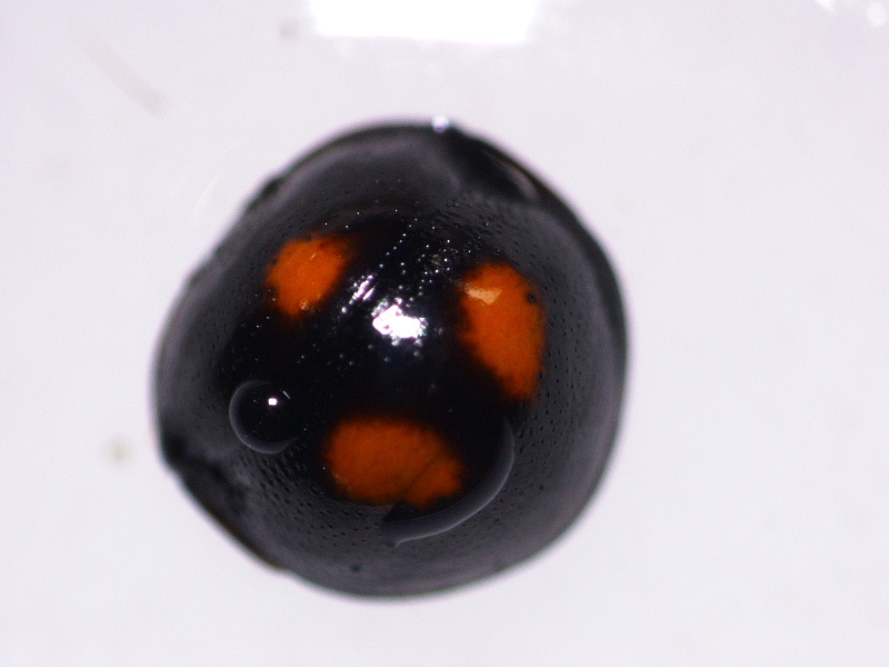 Megarididae