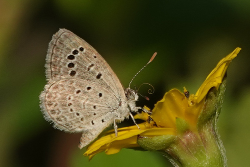 Dark Grass Blue in the wild — India wildlife
