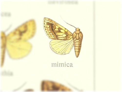 Syncalama