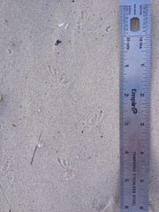 Holbrookia propinqua