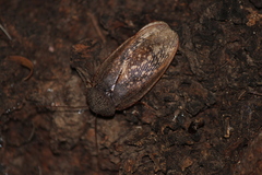 Homoeogamia mexicana