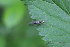 Raphidiidae