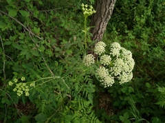 Conioselinum tataricum