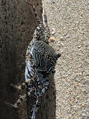 Grapsus albolineatus
