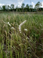 Sanguisorba parviflora