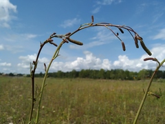 Sanguisorba parviflora