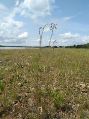 Sanguisorba parviflora