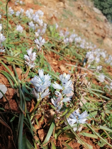 Bellevalia hyacinthoides, photograph 3