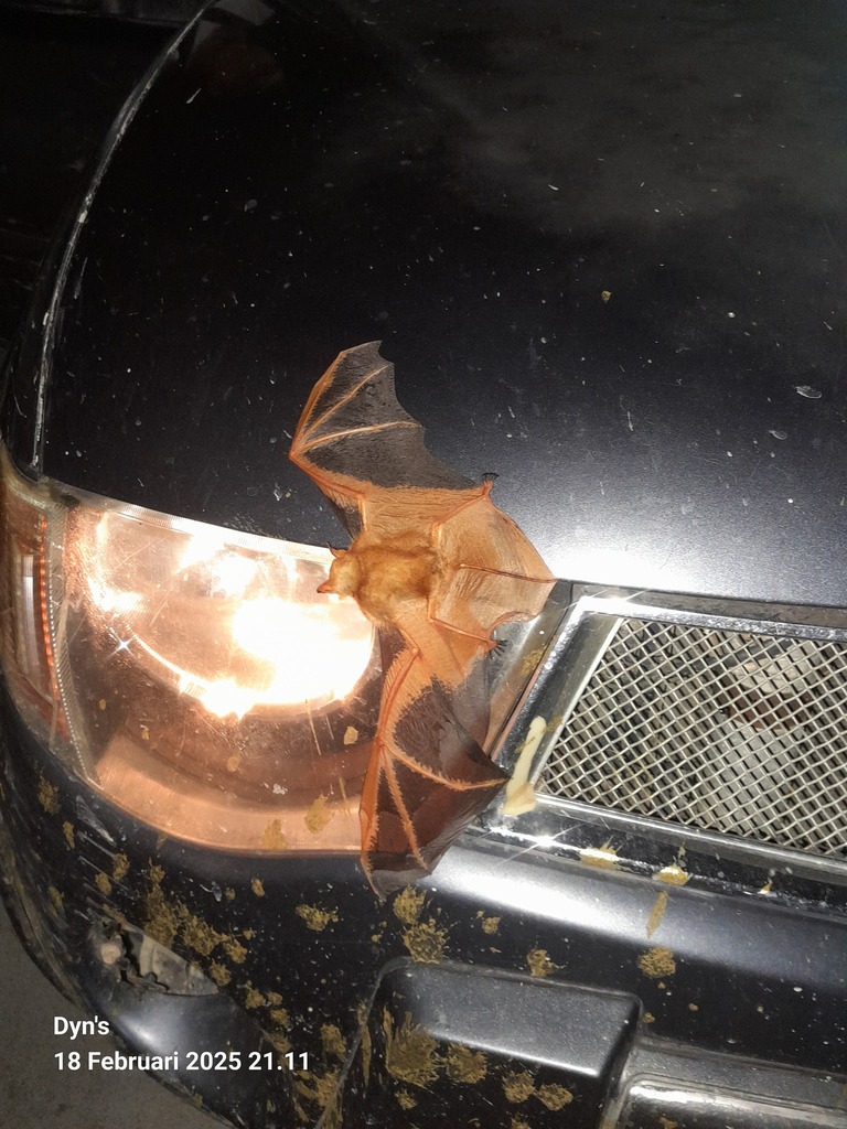 Weber's Myotis