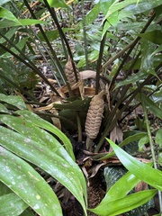 Fairchild's Zamia (Zamia fairchildiana)