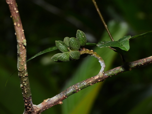 Raputia brevipedunculata