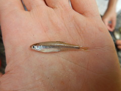 Lythrurus umbratilis