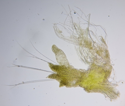 Glycera unicornis