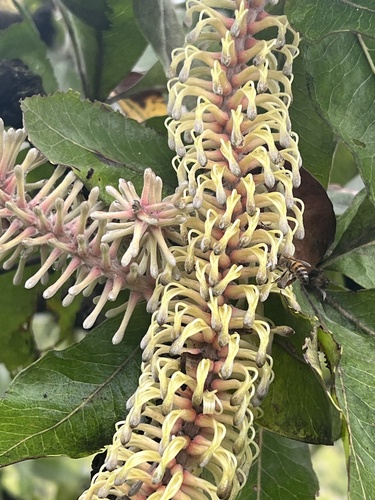 Foto de Faurea rochetiana